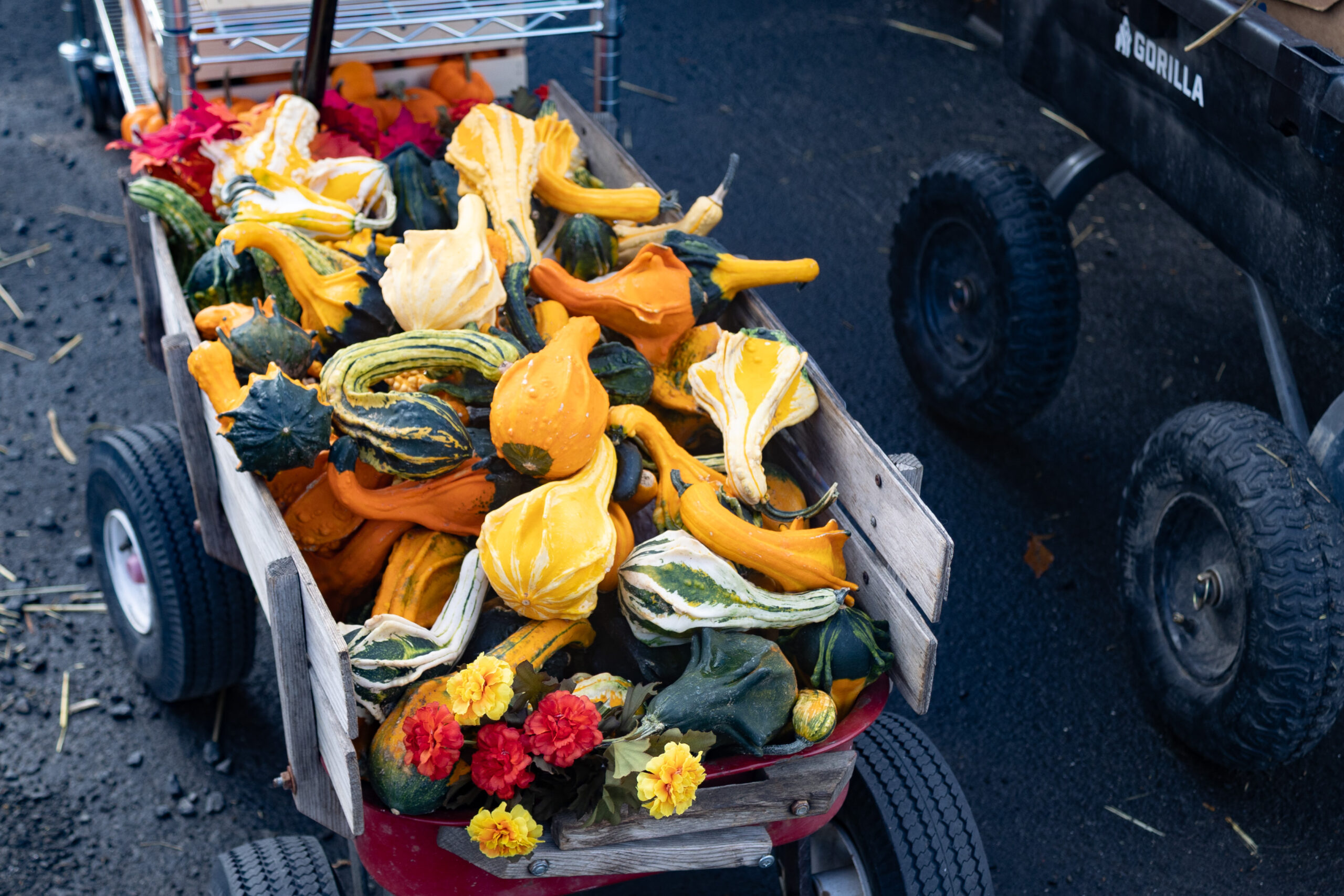 Pumpkin Patch-25